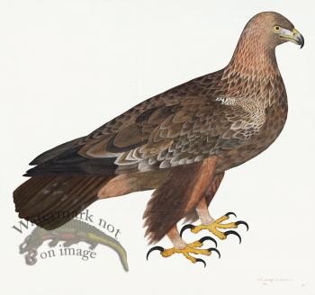 Rudbeck 005 Eagle 32x30